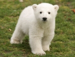Knut The Polar Bear Has Died
