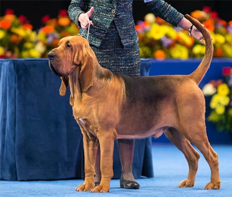 Nathan The Bloodhound Wins The 2014 National Dog Show