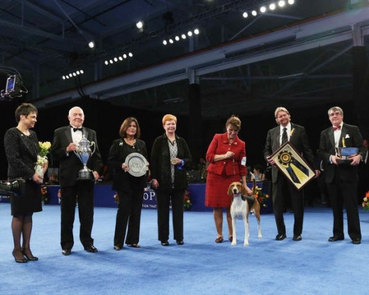 Nathan The Bloodhound Wins The 2014 National Dog Show