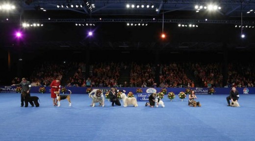 Nathan The Bloodhound Wins The 2014 National Dog Show