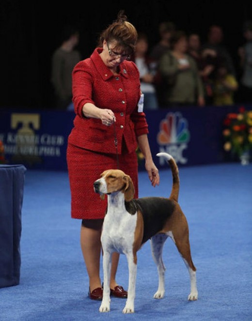 Nathan The Bloodhound Wins The 2014 National Dog Show